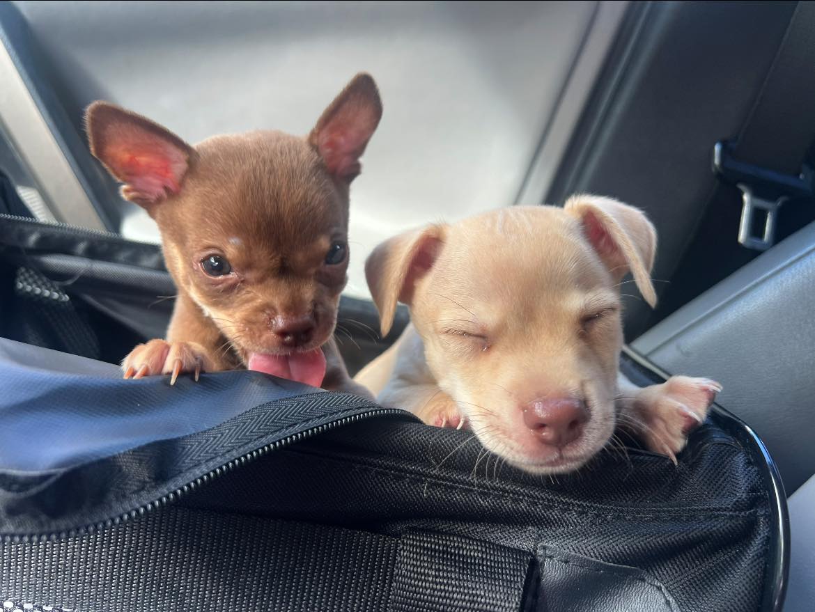 Two foster puppies resting in a car seat, one licking its lips and the other peacefully sleeping.