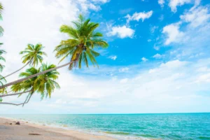 Palm trees leaning over a turquoise Caribbean beach on St. Croix, US Virgin Islands